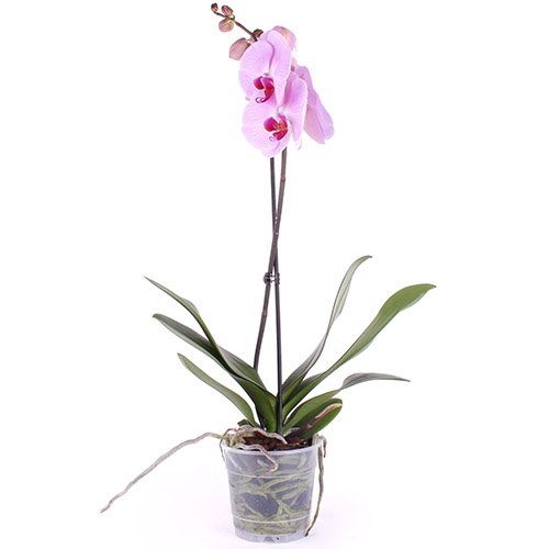 Фото товара Орхидея в Черкассах