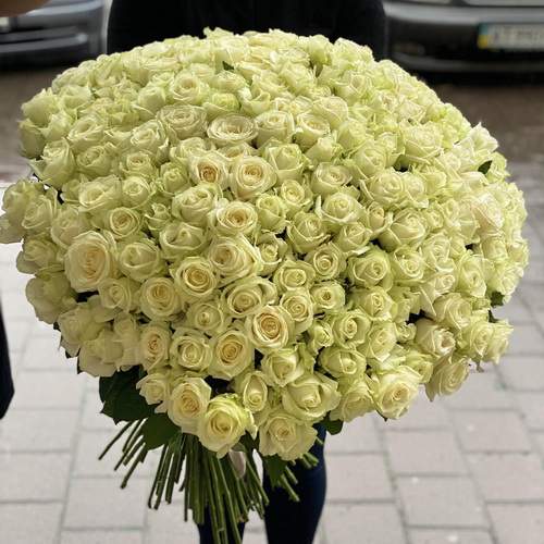 живе фото товару "301 біла троянда у великому вазоні"