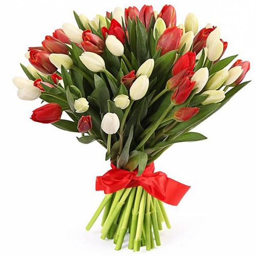 Фото товара 51 красно-белый тюльпан (с лентой) в Черкассах
