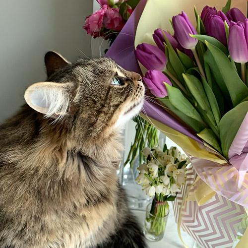 букет фиолетовых тюльпанов фото