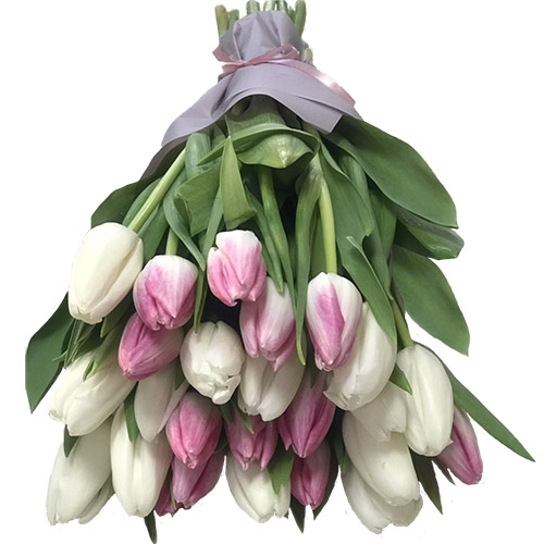 Фото товара 25 біло-рожевих тюльпанів в Черкассах
