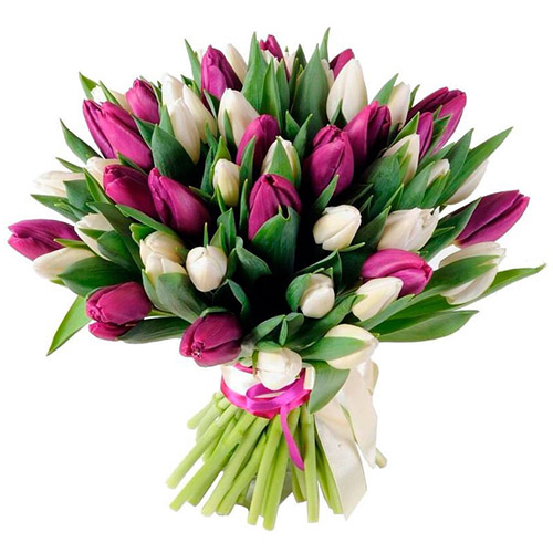 Фото товара 51 біло-пурпурний тюльпан (зі стрічкою) в Черкассах