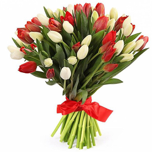 Фото товара 51 червоно-білий тюльпан (зі стрічкою) в Черкассах