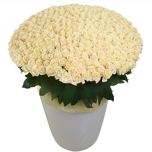 Фото товара 301 біла троянда у великому вазоні в Черкассах