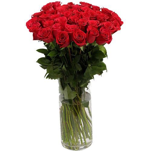 Фото товара Троянда імпортна червона (поштучно) в Черкассах