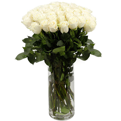 Фото товара Троянда імпортна біла (поштучно) в Черкассах